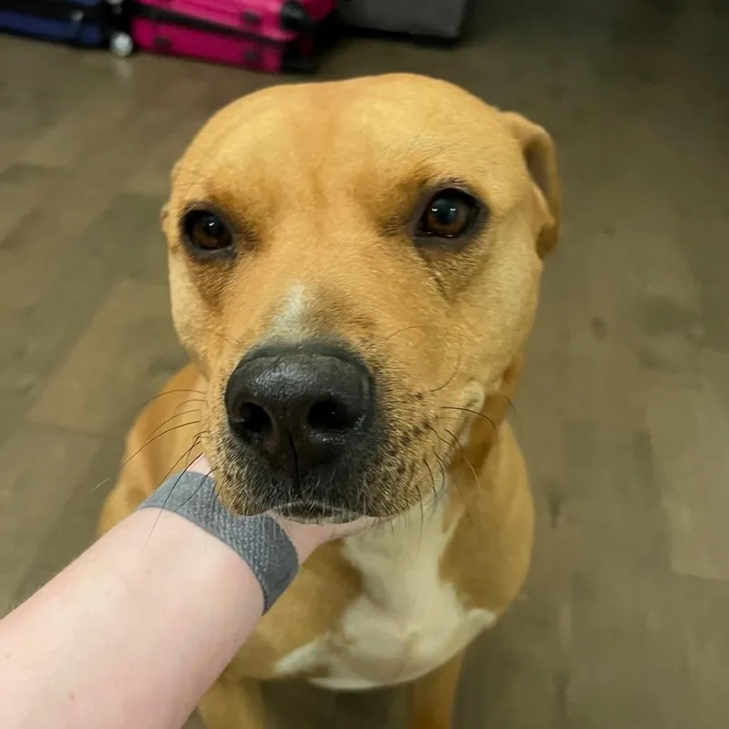 Roscoe thumbnail 3
