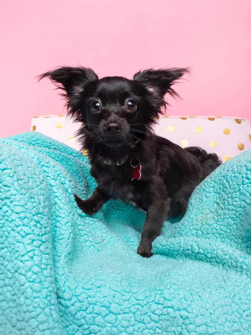 A young small-sized male Papillon dog named Imp for adoption in Palo Alto, CA