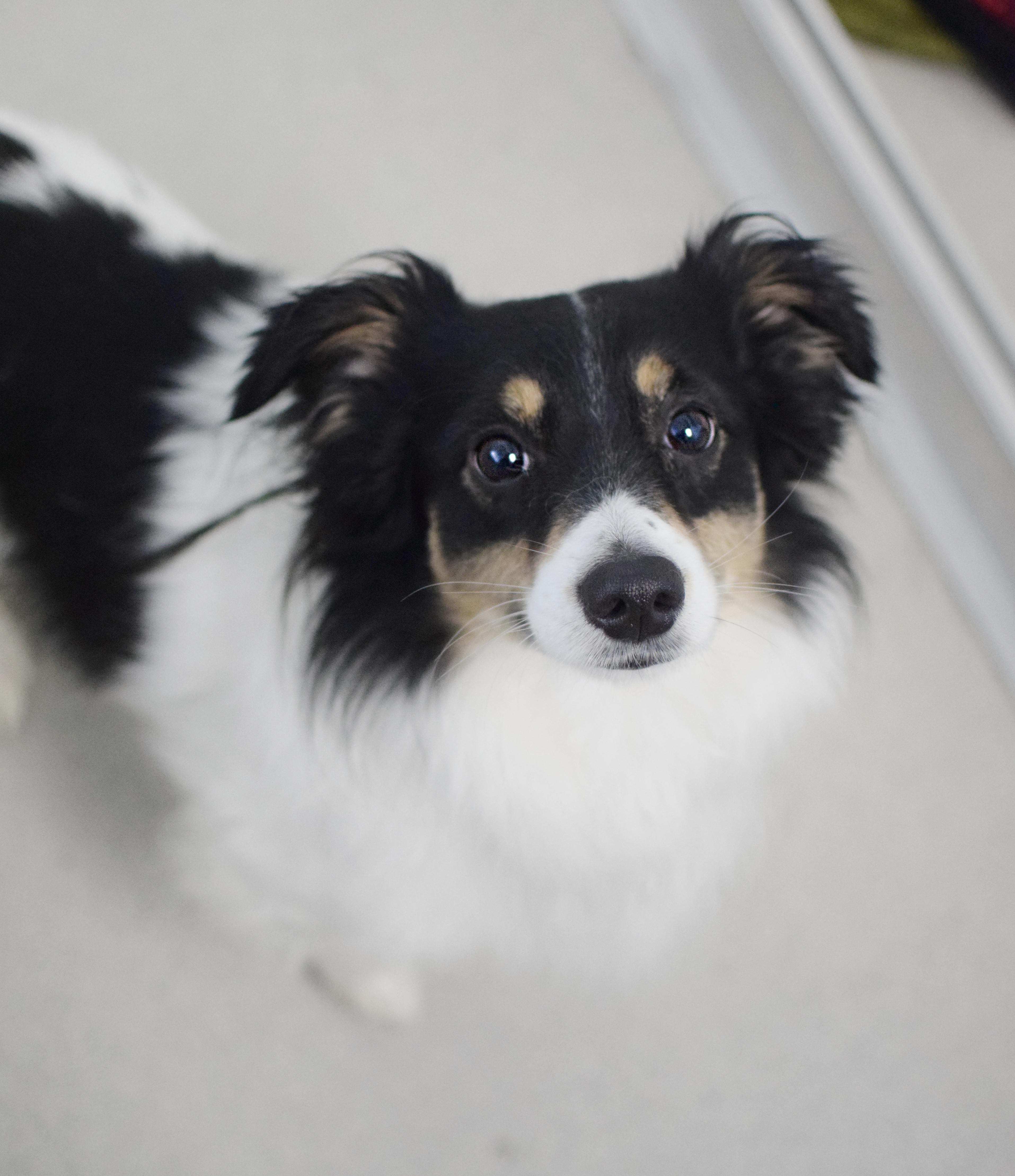 An adult small-sized male Tricolor (Brown, Black, & White) Papillon dog named Atari for adoption in Pontiac, MI