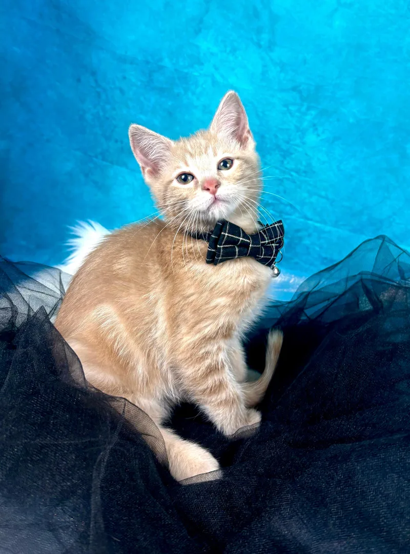 A baby medium-sized male Buff / Tan / Fawn Domestic Short Hair cat named Coast for adoption in Houston, TX
