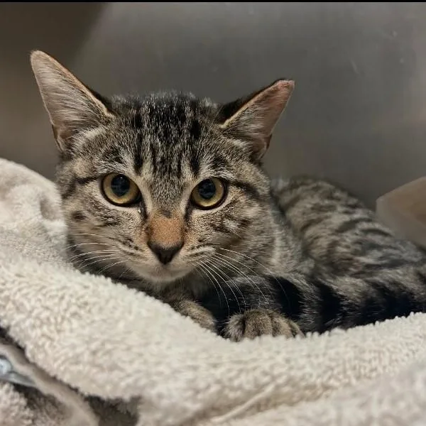 An adult medium-sized female Tabby (Brown / Chocolate) Tabby cat named Sage Delgado for adoption in Friendswood, TX