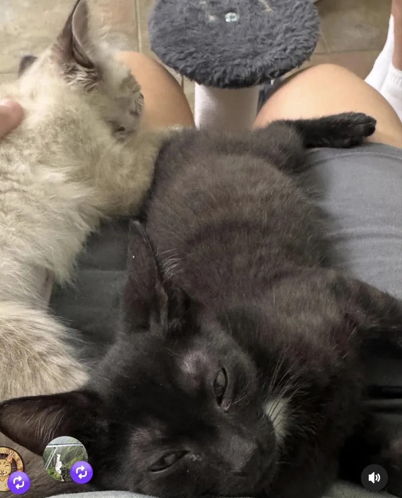 A baby medium-sized male Black Domestic Short Hair cat named Elvis for adoption in Oviedo, FL