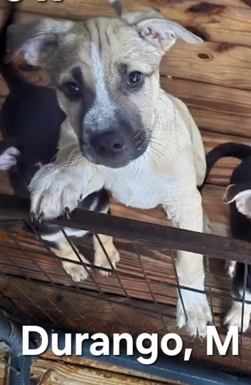 A baby large-sized male Tricolor (Brown, Black, & White) Shepherd dog named Durango for adoption in Parma, OH
