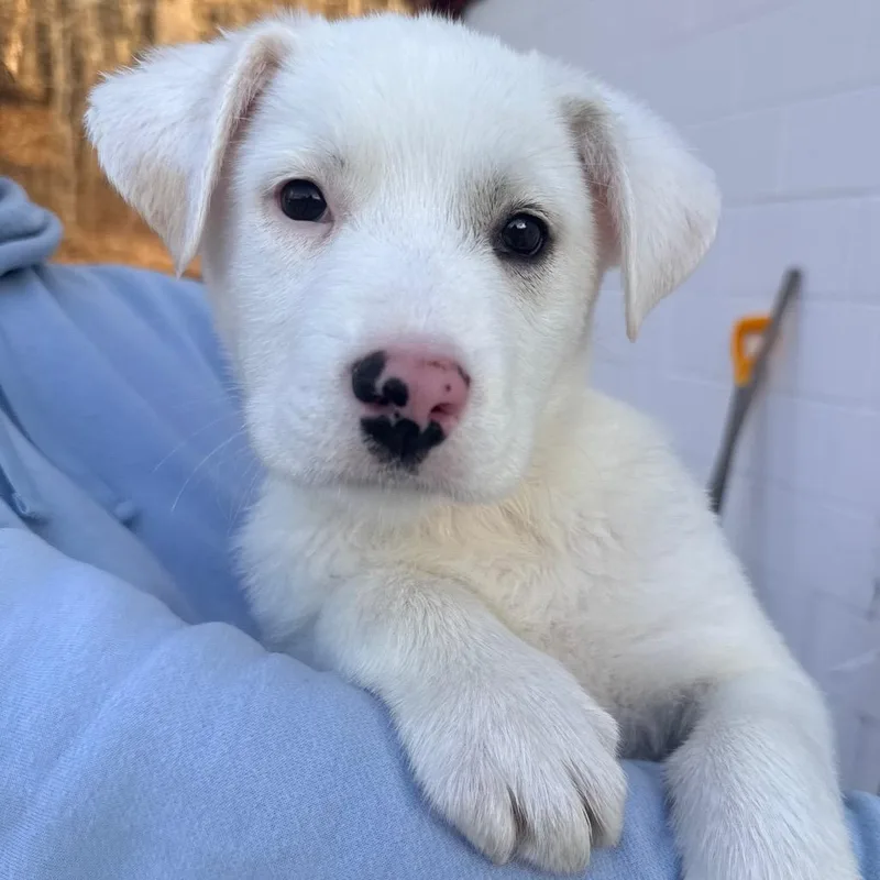 Ct Sierra Avail Apr thumbnail 2