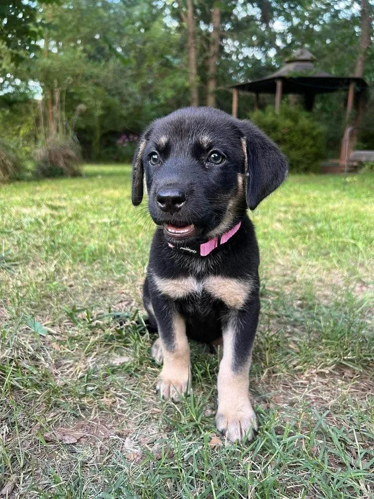 A baby large-sized female Brown / Chocolate German Shepherd Dog dog named Brie for adoption in Shawnee, OK