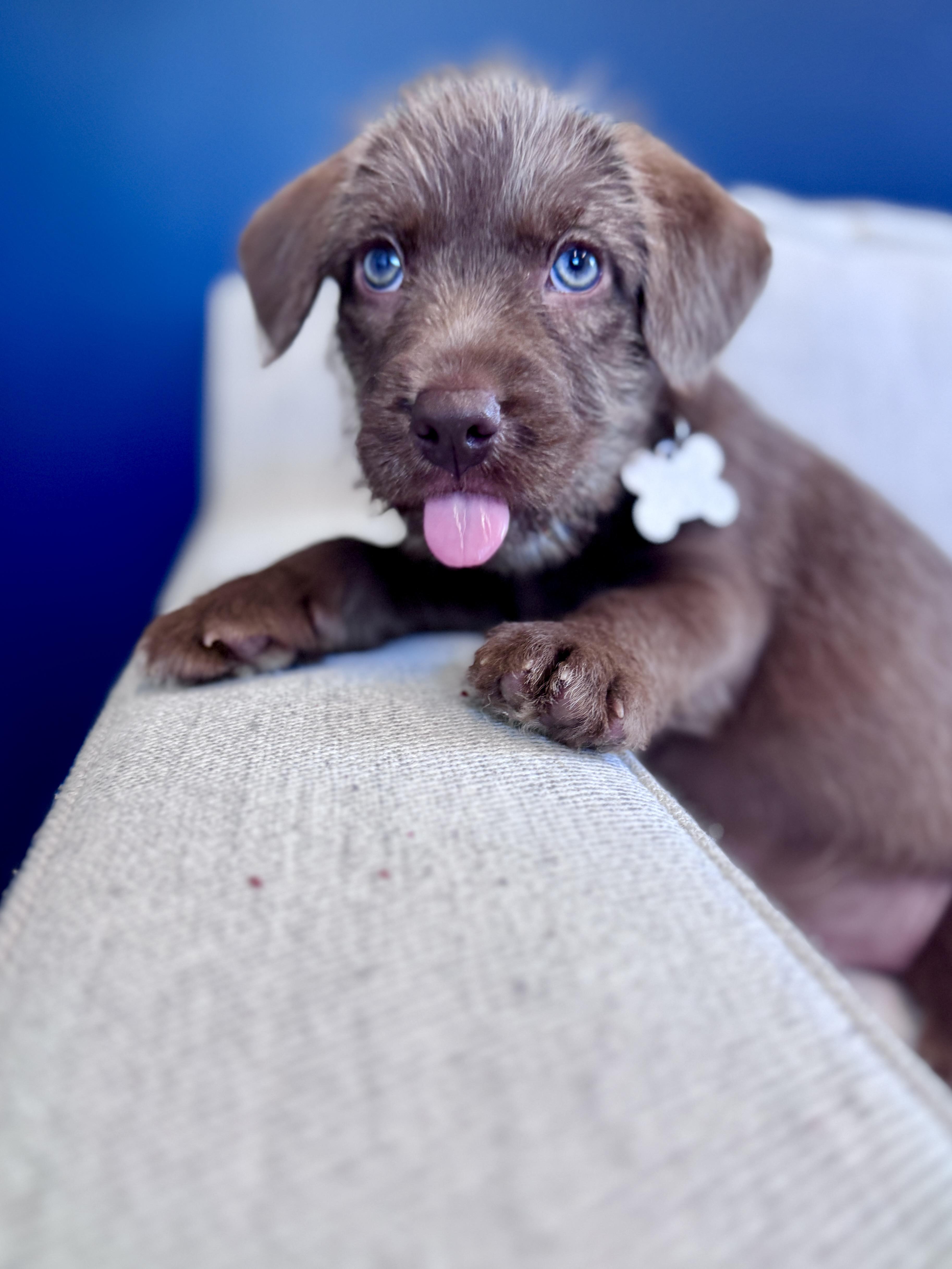 A baby medium-sized male Retriever dog named Gent for adoption in Palatine, IL