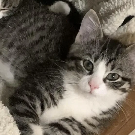 A young large-sized female Domestic Short Hair cat named Libby & Anthony for adoption in Fort Worth, TX