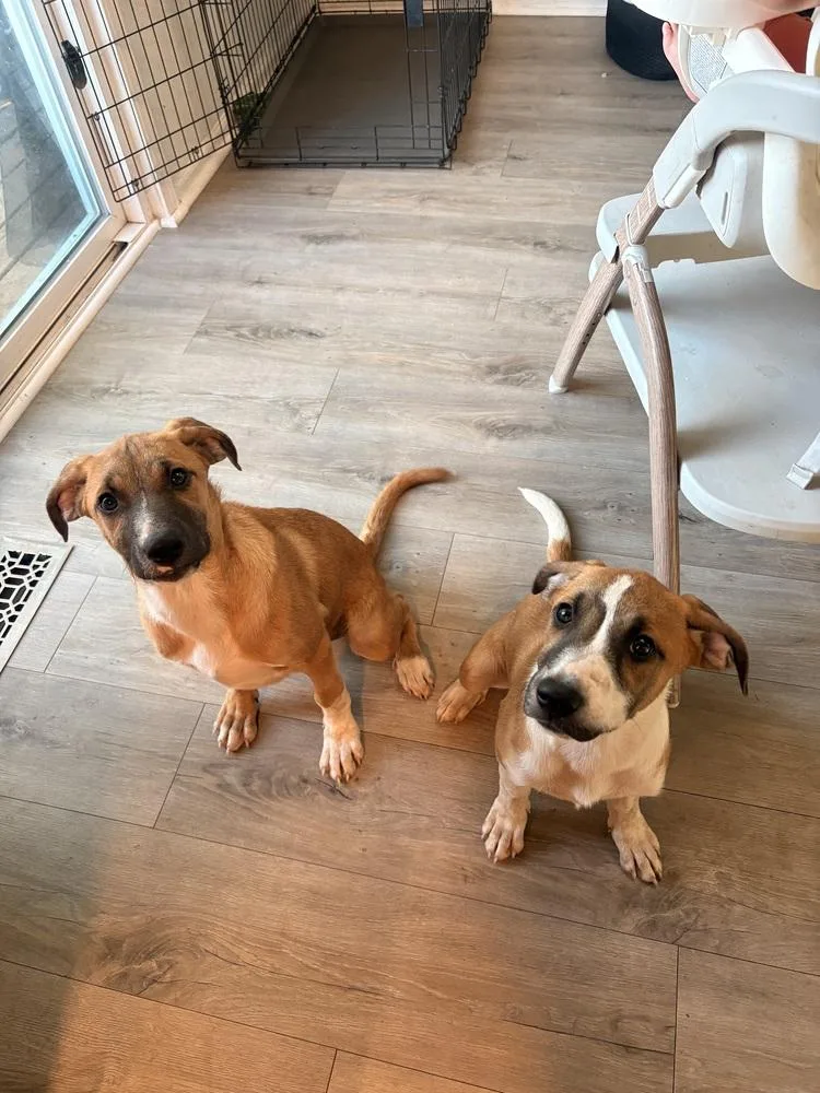 A baby medium-sized male Shepherd dog named Spaghetti for adoption in Thornton, CO
