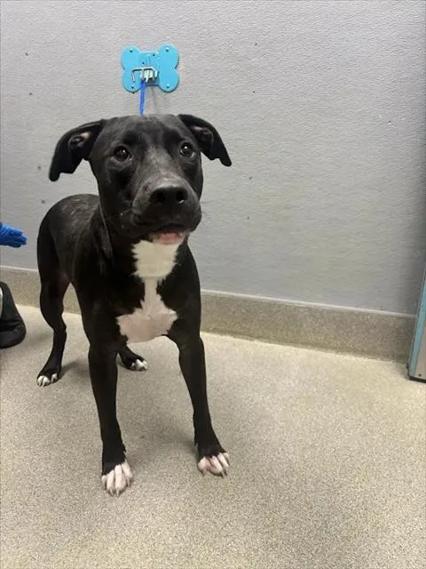 A young medium-sized male Dogo Argentino dog named Titus for adoption in Las Vegas, NV