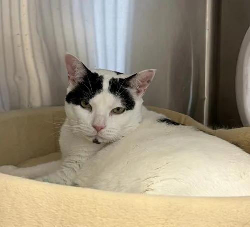 A senior large-sized female Domestic Short Hair cat named Lily for adoption in Webster, MA