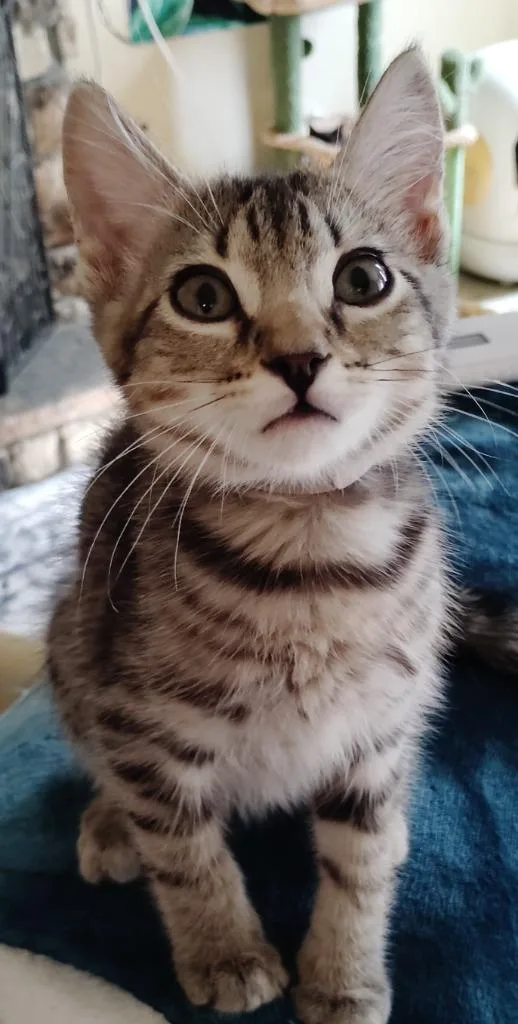 A baby small-sized male Domestic Short Hair cat named Crumble for adoption in San Jacinto, CA