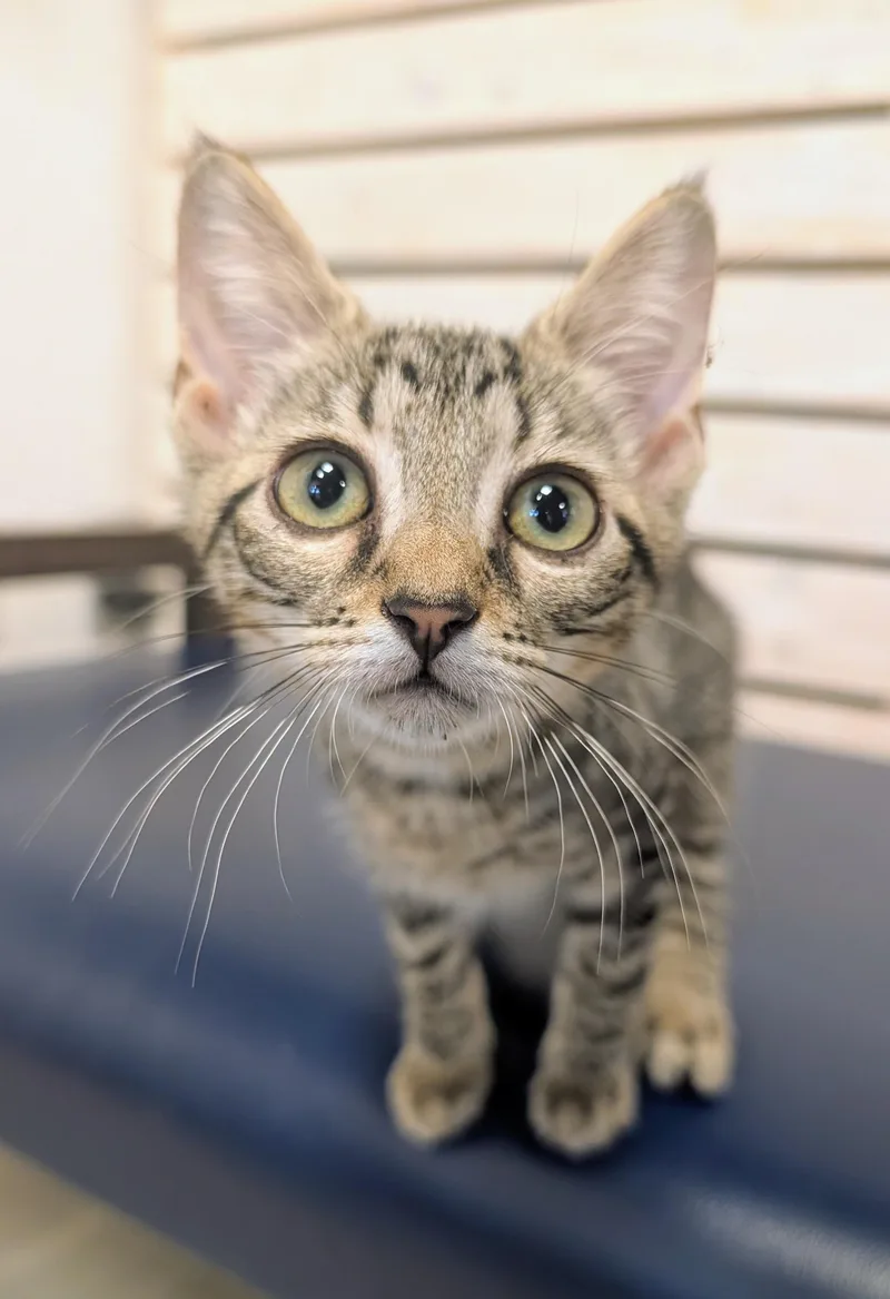 A baby medium-sized female Tabby (Buff / Tan / Fawn) Domestic Short Hair cat named Hendery for adoption in Palm Harbor, FL