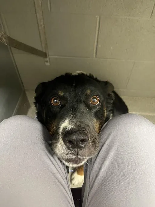 An adult medium-sized male Australian Shepherd dog named Rocky Paws for adoption in Las Vegas, NV