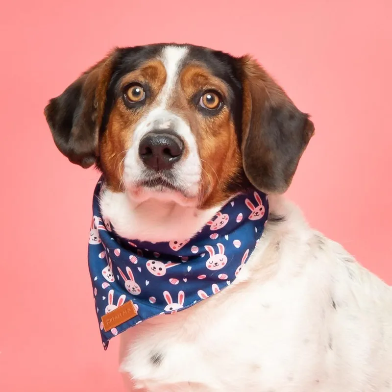 An adult medium-sized male White / Cream Mixed Breed dog named Lake for adoption in Hailey, ID