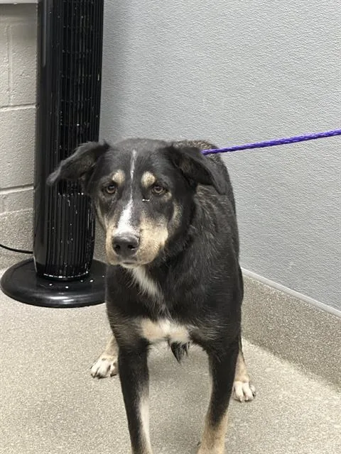A young large-sized female Siberian Husky dog named Scrappy for adoption in Las Vegas, NV