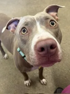 A baby medium-sized female Yellow / Tan / Blond / Fawn Pit Bull Terrier dog named Dolly for adoption in Cleveland, OH