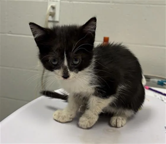 A baby small-sized female Domestic Short Hair cat named Pandora for adoption in Indianapolis, IN