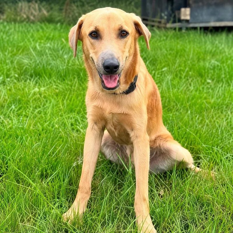 A baby medium-sized male Labrador Retriever dog named Tullen for adoption in North Syracuse, NY