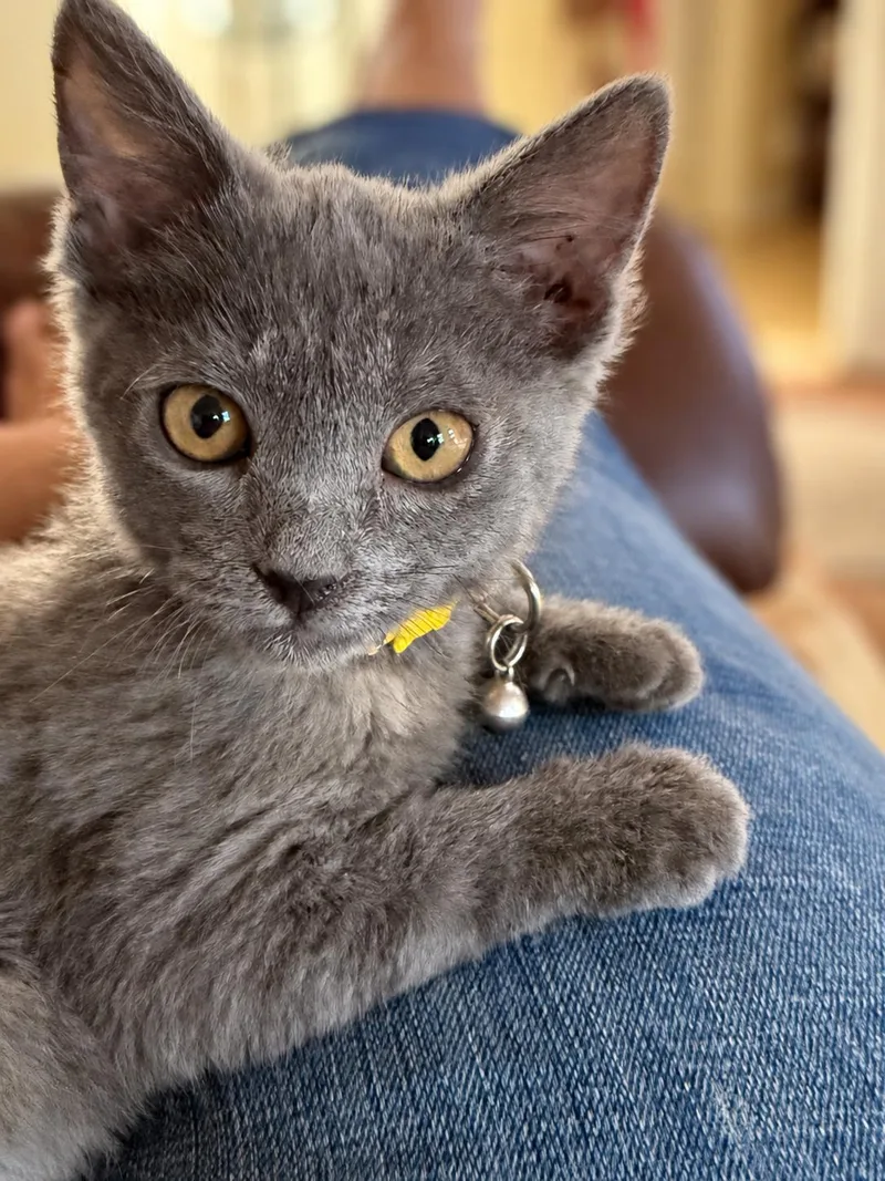 A baby medium-sized female Russian Blue cat named Graycee Mae S for adoption in Fresno, CA