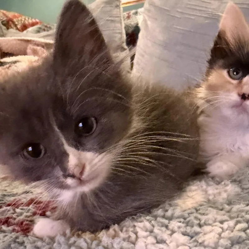 A baby small-sized male Gray / Blue / Silver Domestic Short Hair cat named Zelda for adoption in Point Richmond, CA