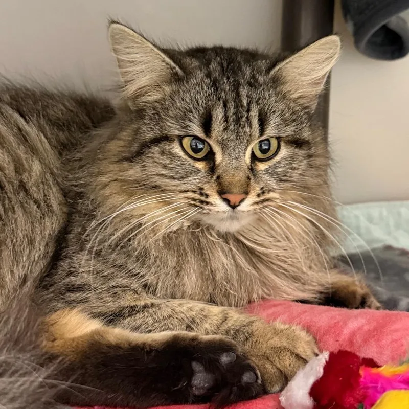 Minnie Mousalina thumbnail 2