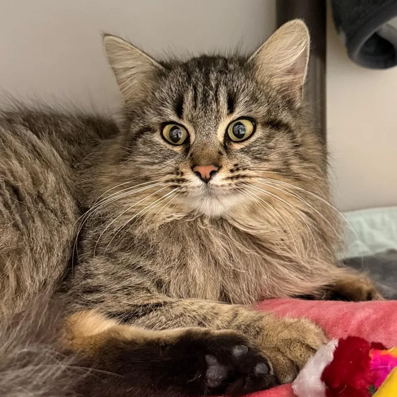 Minnie Mousalina thumbnail 4