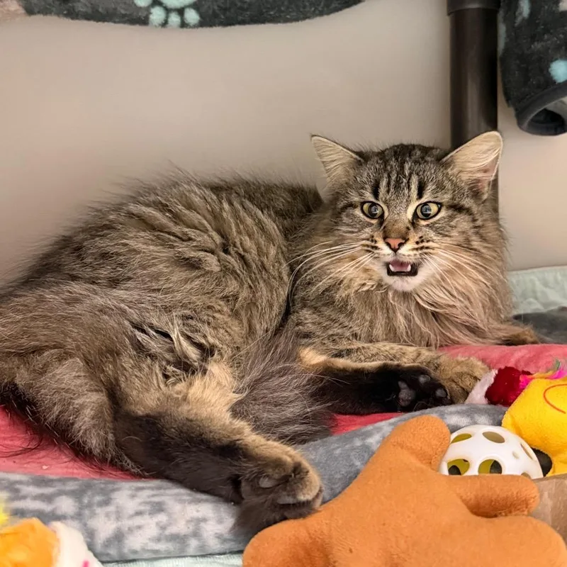 Minnie Mousalina thumbnail 5