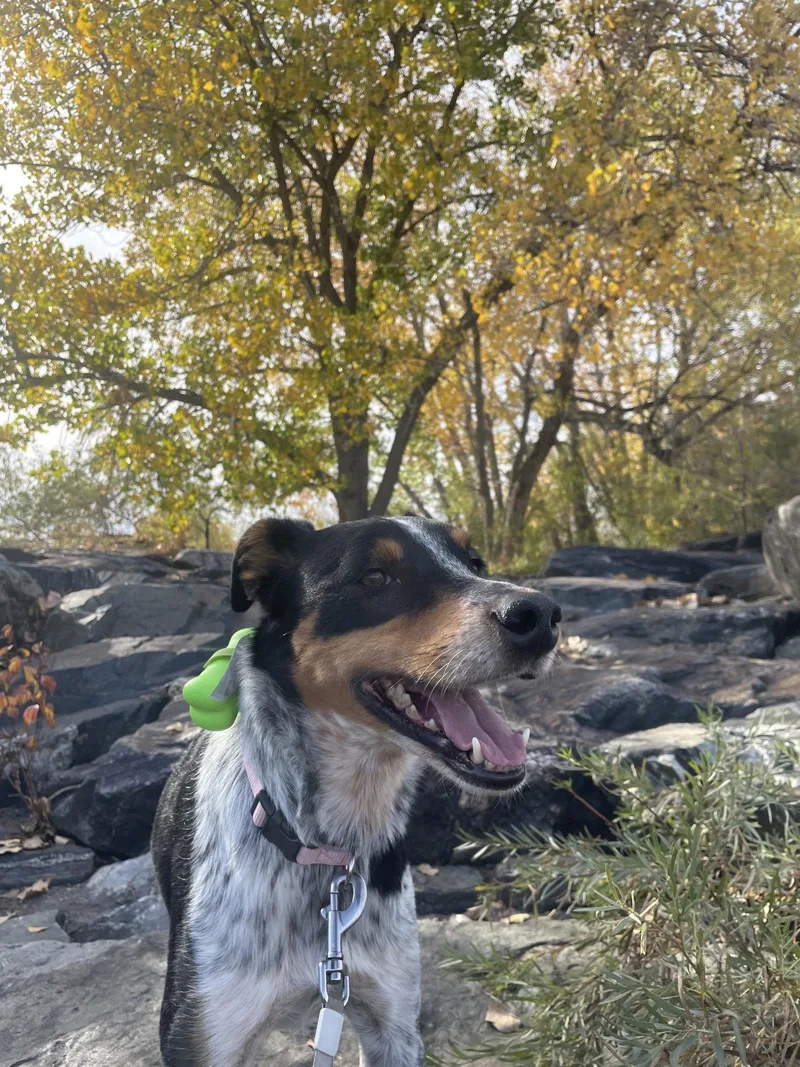 A young medium-sized female Australian Cattle Dog / Blue Heeler named Nebula for adoption in Denver, CO