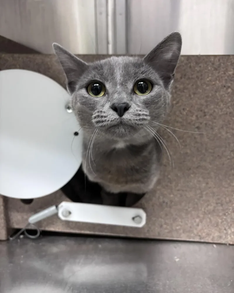 An adult medium-sized female Domestic Short Hair cat named Mikasa for adoption in Stillwater, OK
