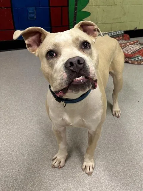 A young medium-sized male Pit Bull Terrier dog named Jimin for adoption in Indianapolis, IN