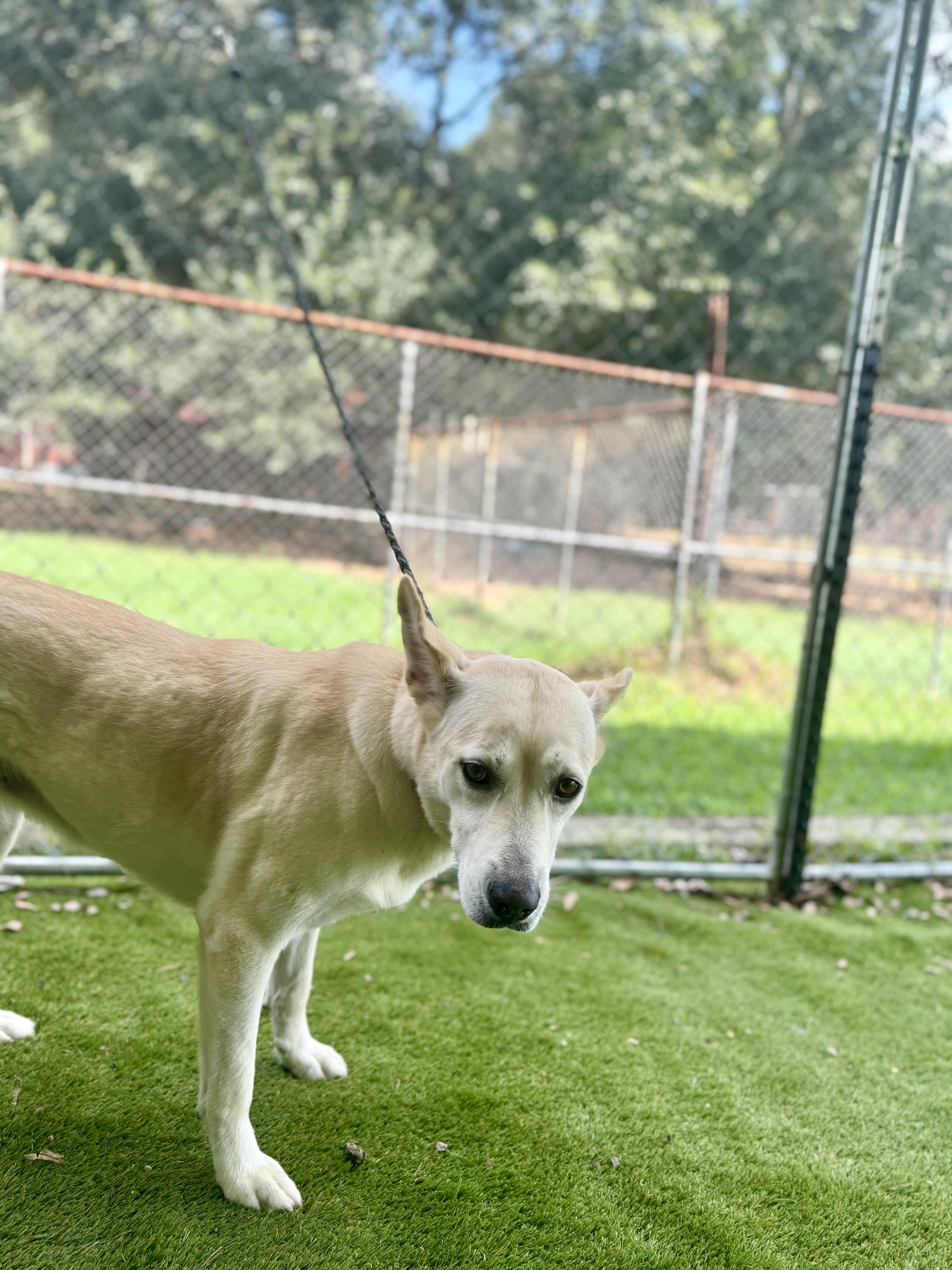 An adult medium-sized female Labrador Retriever dog named Cheryl for adoption in Magnolia, TX