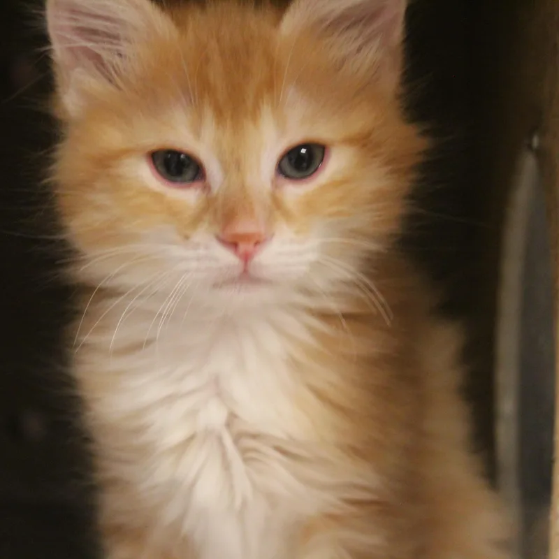 A baby medium-sized female Orange & White Domestic Medium Hair cat named Mantis for adoption in Yucca Valley, CA