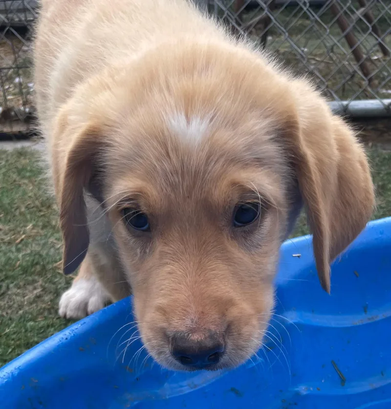 Echo Excellent thumbnail 2