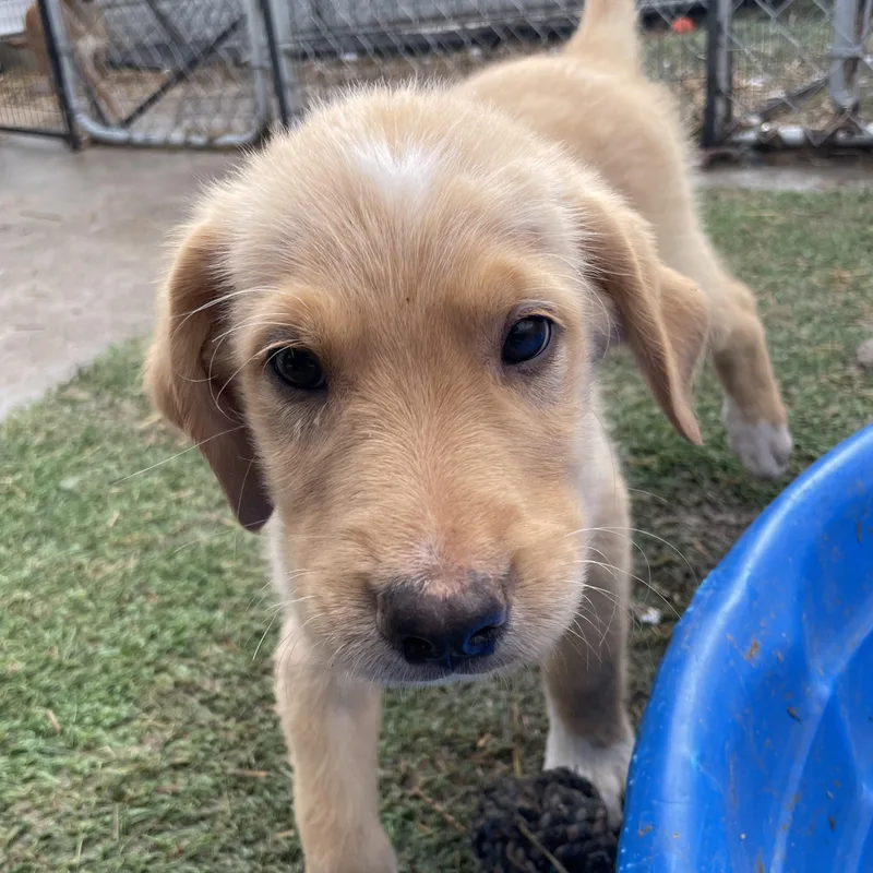 Echo Excellent thumbnail 3