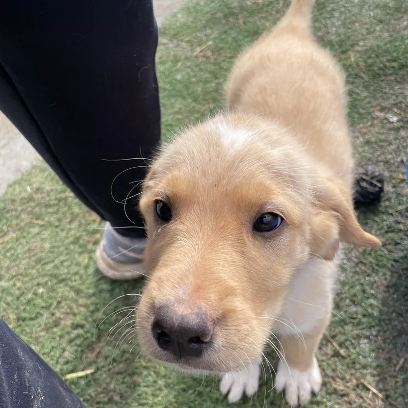 Echo Excellent thumbnail 4