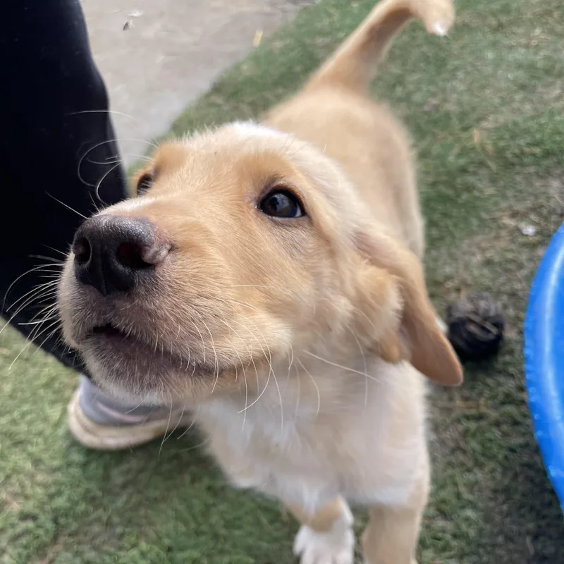 Echo Excellent thumbnail 5