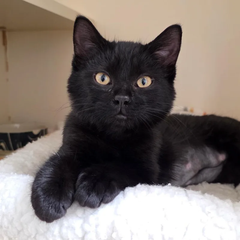 A baby small-sized female Black Domestic Short Hair cat named Stella for adoption in Albuquerque, NM