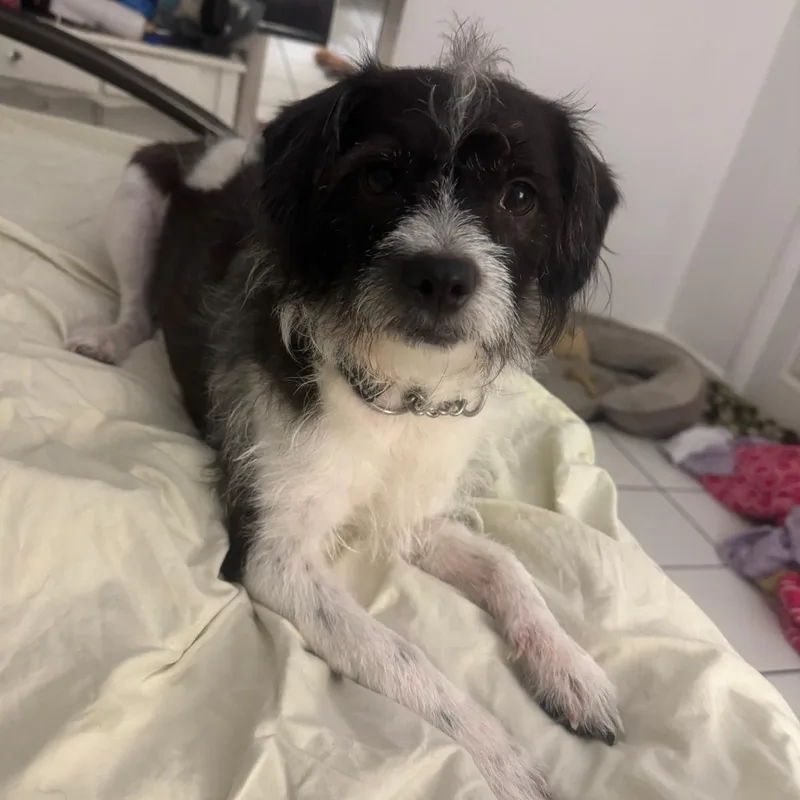 A young small-sized male Black Terrier dog named Cosmo for adoption in Miami, FL