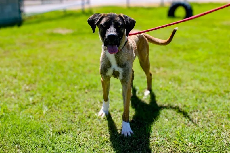 A young large-sized male Belgian Shepherd / Malinois dog named Rocky for adoption in McFarland, CA