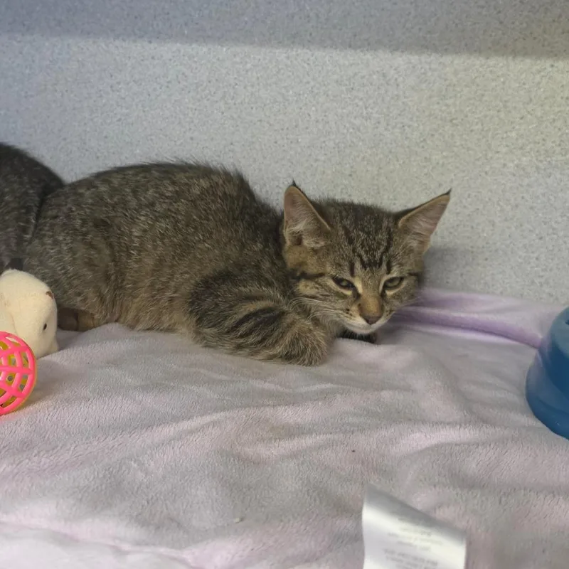 A baby small-sized female Black Domestic Short Hair cat named Marple for adoption in Marshalltown, IA