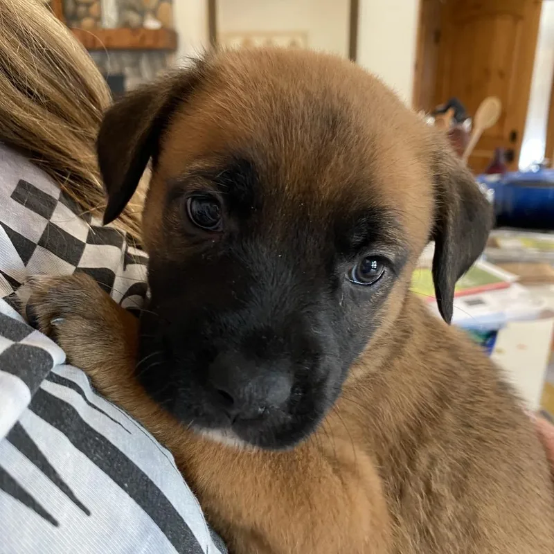 A baby large-sized female Yellow / Tan / Blond / Fawn German Shepherd Dog dog named Dalia for adoption in Oceanside, CA