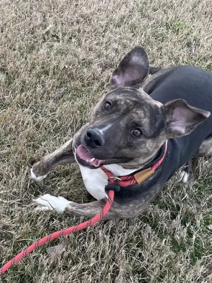 An adult large-sized female Mixed Breed dog named Augusta for adoption in Independence, MO