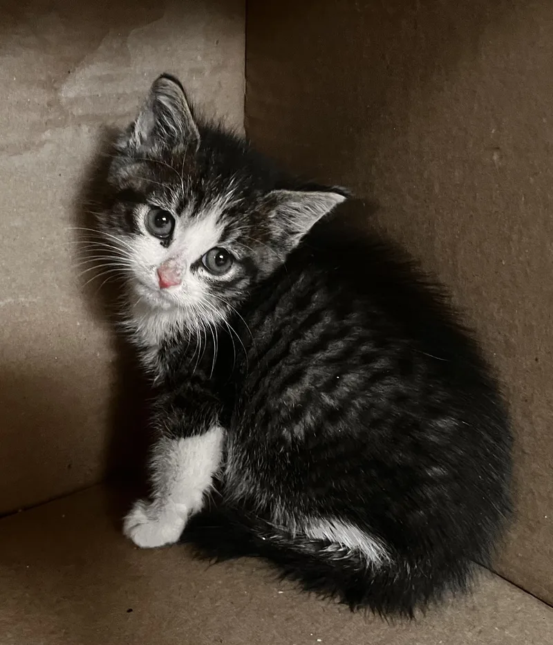 A baby medium-sized male Tabby (Brown / Chocolate) Domestic Short Hair cat named Tinny for adoption in Fruit Heights, UT