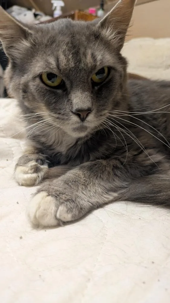 An adult medium-sized male Gray & White Domestic Long Hair cat named Dali for adoption in Duxbury, MA