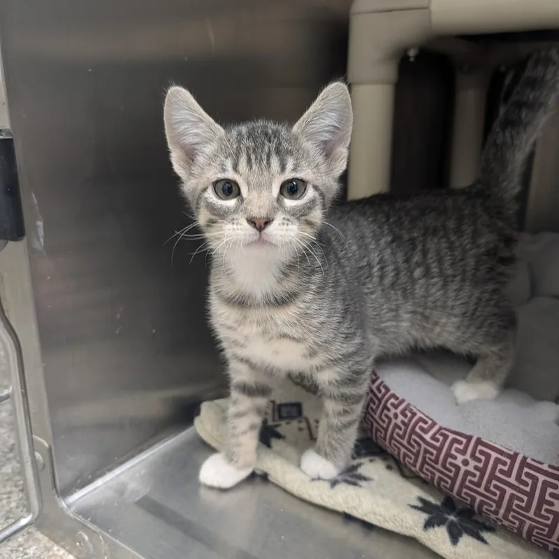 A baby small-sized male Gray / Blue / Silver Domestic Short Hair cat named Puffball for adoption in Detroit Lakes, MN