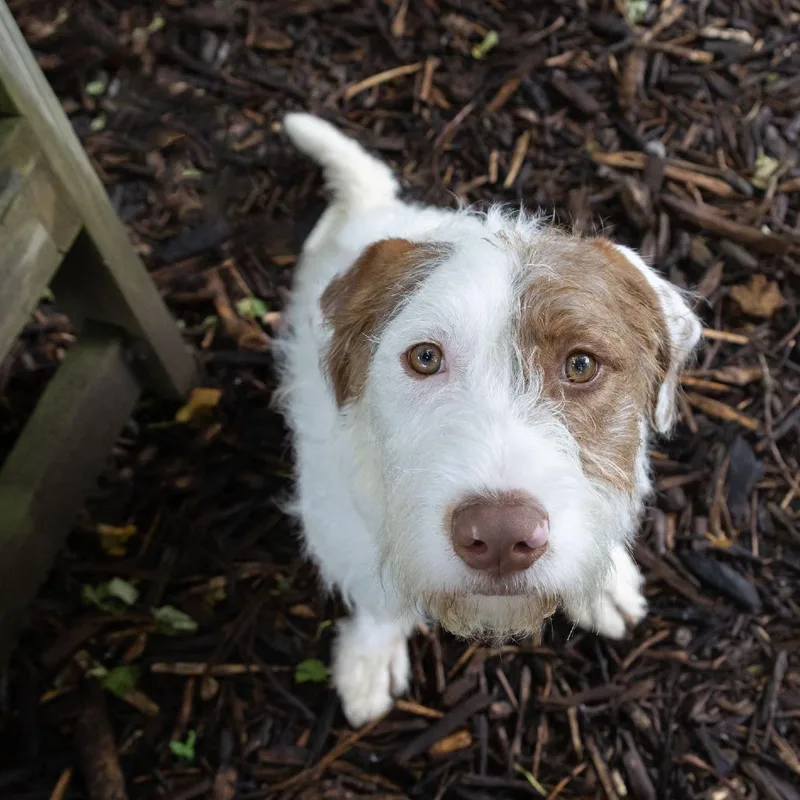 A young medium-sized male White / Cream Airedale Terrier dog named Archie for adoption in McKean, PA