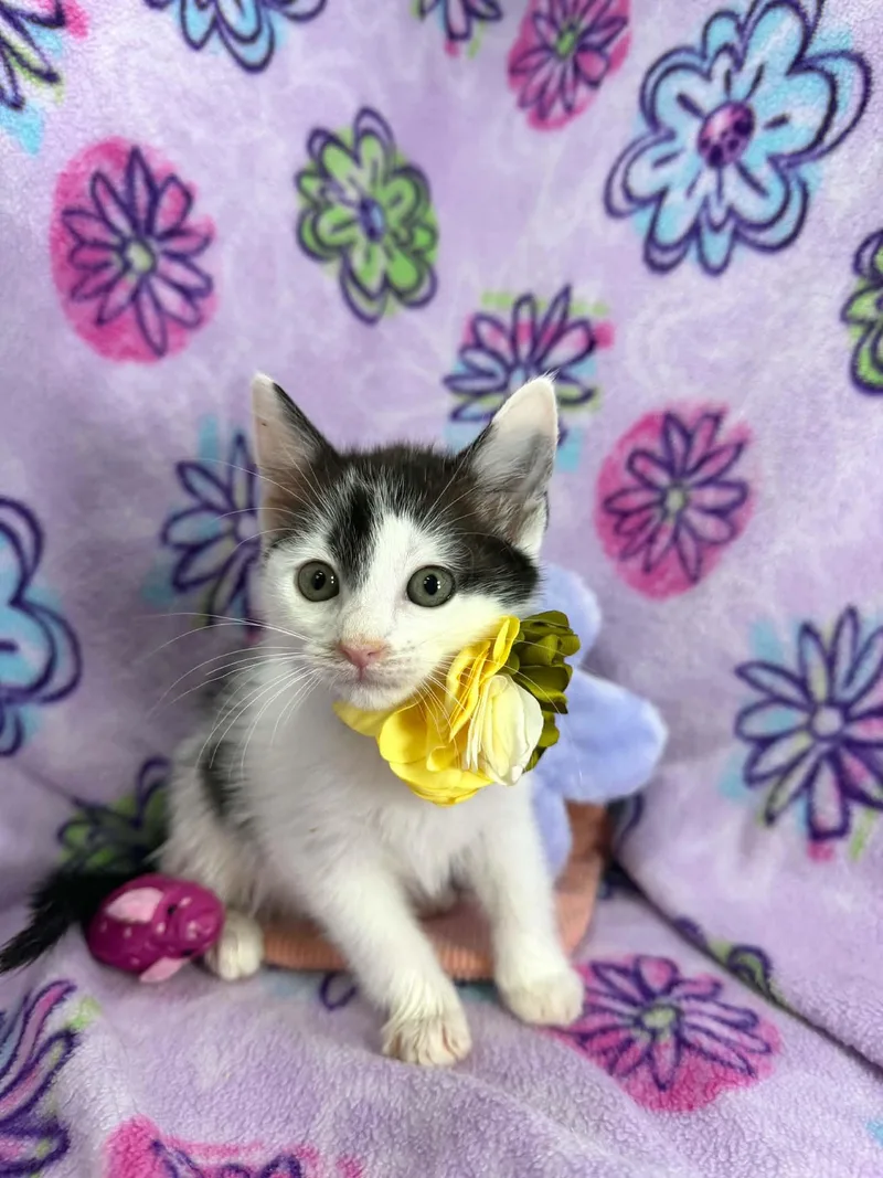 A baby small-sized female Turkish Van cat named Glynda for adoption in Tavares, FL