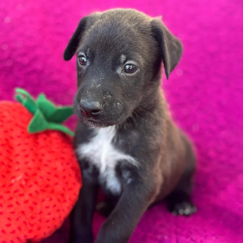 A baby large-sized male Labrador Retriever dog named Anthem Pup  Gallantly for adoption in San Diego, CA