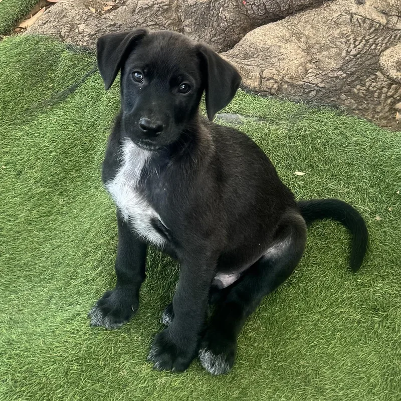 Anthem Pup  Gallantly thumbnail 2