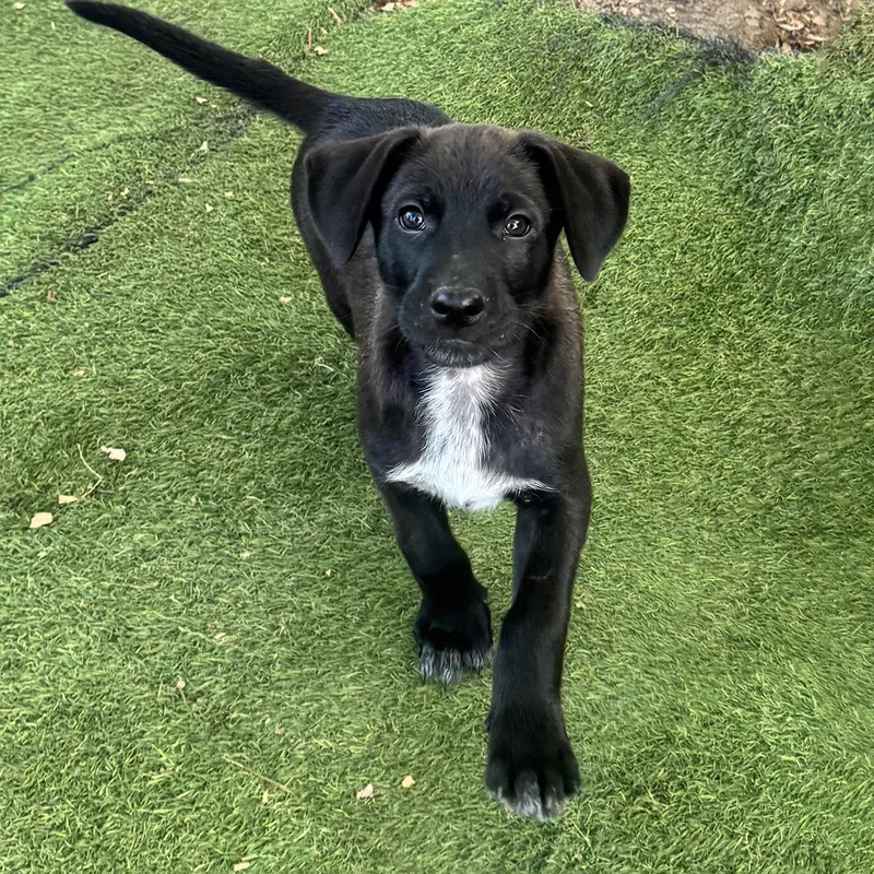 Anthem Pup  Gallantly thumbnail 3